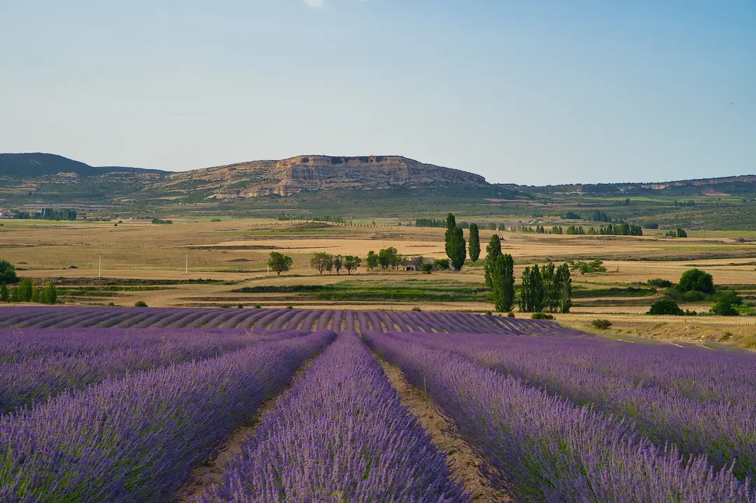 A Comprehensive Guide to Inheritance Tax in Murcia in 2025 Unlocking Your Legacy Beautiful lavander fields